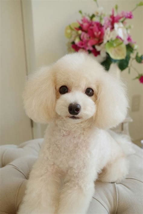 Pin by Aaliyah Ferry on プードル | Poodle haircut, Toy poodle haircut, Dog ...