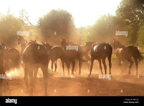 Herd of horses running Stock Photo - Alamy