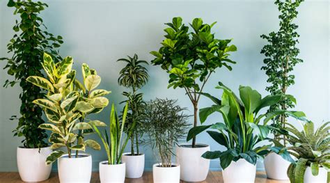 Stunning Foliage Houseplants and Tips For How to Grow Them - Sunset