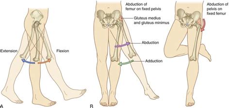 The Knee-Hip Connection: Muscles and movement