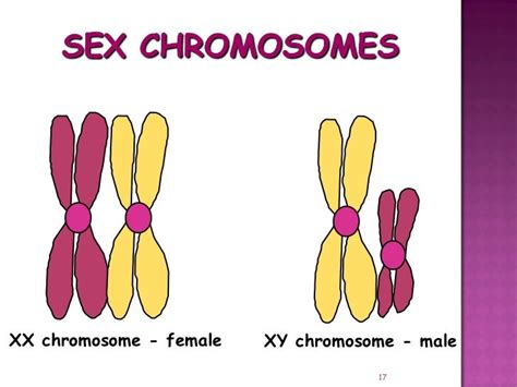 Meiosis gamete production with turning point