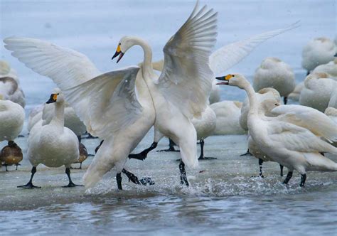 Whooper Swans Japan Photography Workshop - Blain Harasymiw Photography