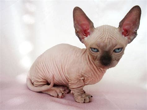 Minskin Cat Breed (Personality, Traits & More Amazing Facts)