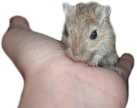 Gerbil Care - A Gerbil Care Resource