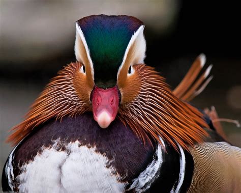 Mandarin Duck (Aix galericulata) | Spectacular plumage - loo… | Flickr