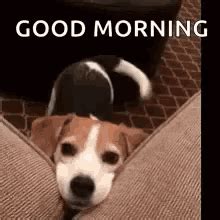 Good Morning Puppy GIFs | Tenor