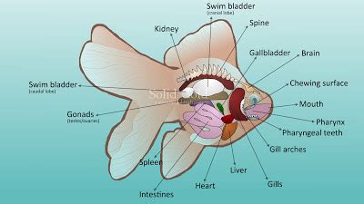 Solid Gold: Goldfish Internal Anatomy