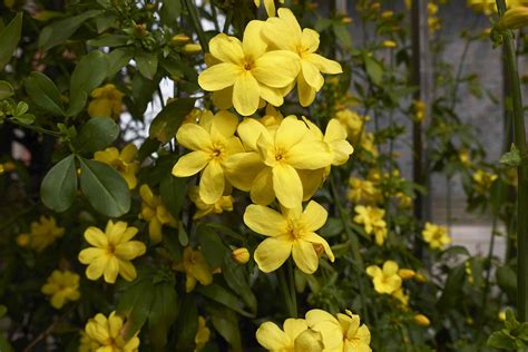 10 Great Jasmine Shrubs and Vines for Your Landscape