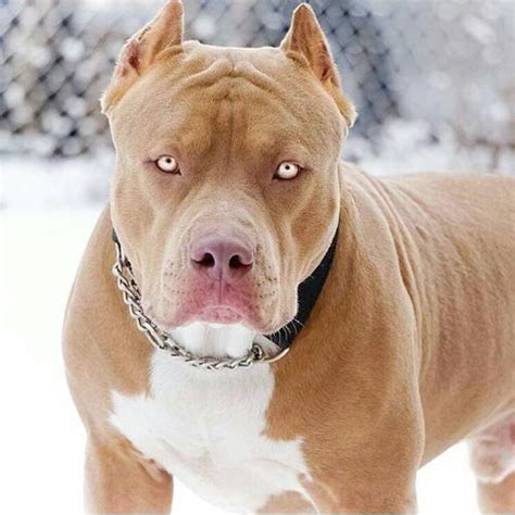 Usulan Ijin Pembiakan & Pemeliharaan Anjing Pitbull - Artikel Anjing ...