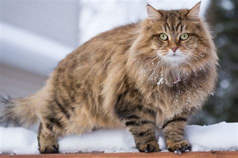 Siberian Cat — Full Profile, History, and Care