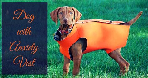 Dog Anxiety Vest Benefits & Best Products | Therapy Pet