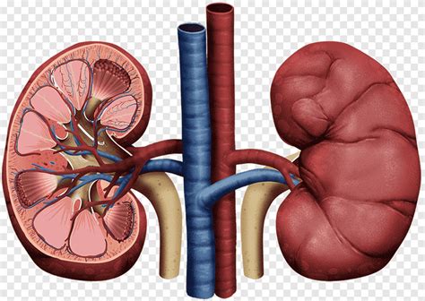 Riñón, insuficiencia renal glomerulonefritis membranoproliferativa ...