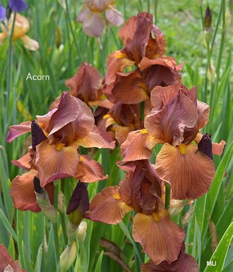 Acorn | Historic Iris Preservation Society