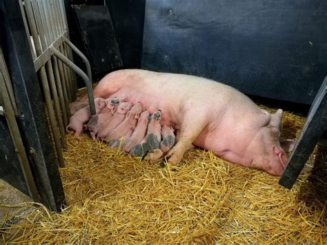 Free Farrowing