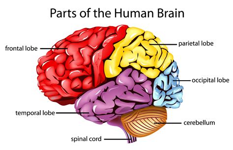 The Human Brain and its Primary Divisions
