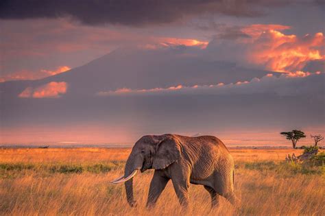 Pin by Telma M on Voyages | Africa wildlife, Wildlife wallpaper, Africa sunset