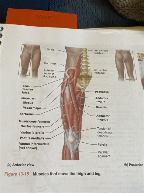 Anatomy Muscles Diagram | Quizlet