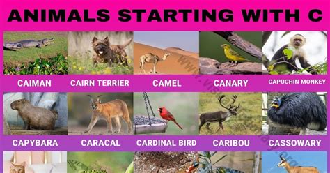 Animals that Start with C in English - Visual Dictionary