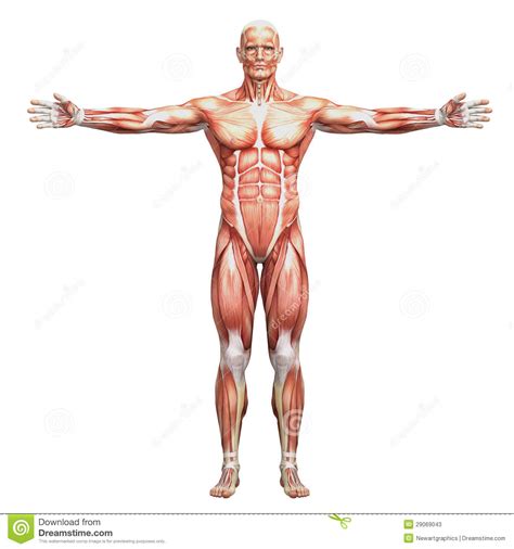 Human Muscles Anatomy Human anatomy - male muscles