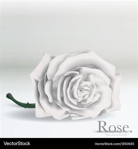 White rose flower on background Royalty Free Vector Image