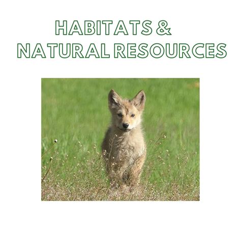 Rewild Your Heart: Nature Activity Guides for Kids | Wolf Conservation Center