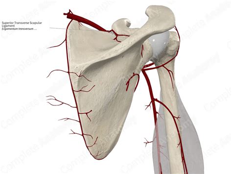 Superior Transverse Scapular Ligament | Complete Anatomy