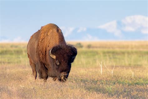 Ecofriendly: American Bison