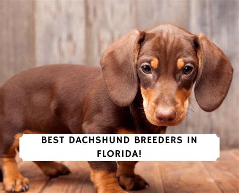 6 Best Dachshund Breeders in Florida!