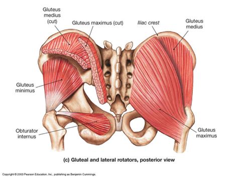 HIP ABDUCTORS AND INTERNAL ROTATORS oiai Diagram | Quizlet