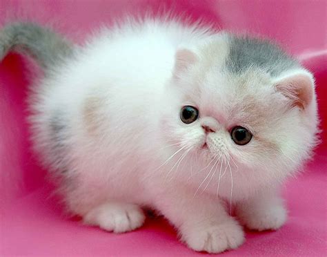 Persian Cat - Askideas.com