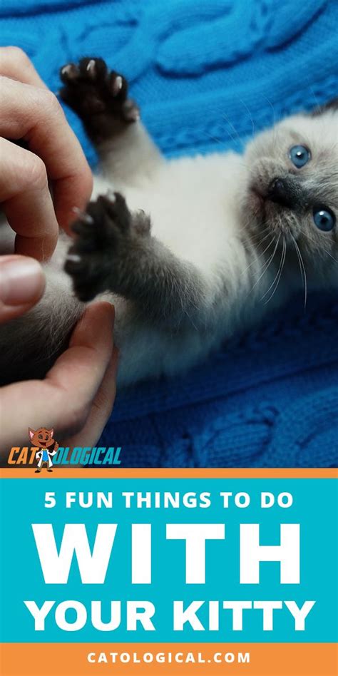 Fun Things To Do With Your Cat: 5 Pawsome Activities To Do Together! | Cat care, Cute cat names ...