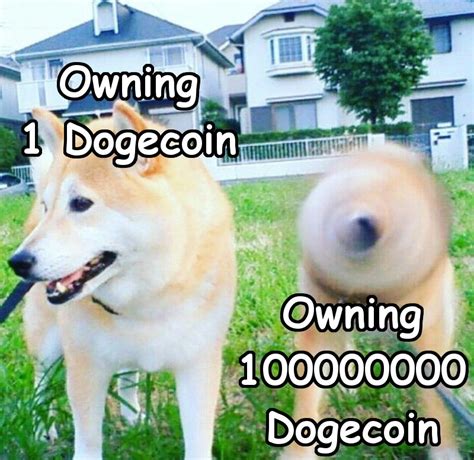 Dogecoin Hodl : 20 Dogecoin Ideas Doge Meme Doge Cryptocurrency : I ...