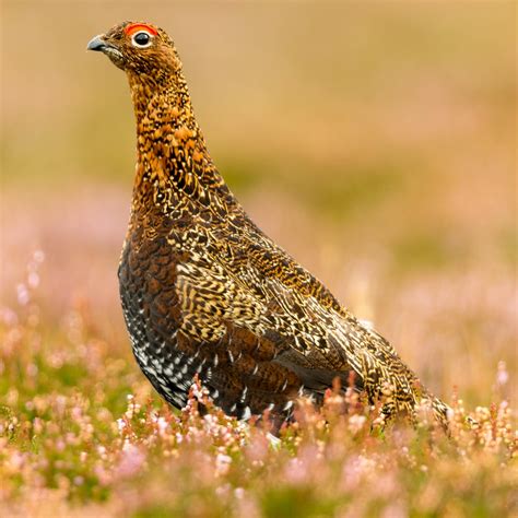 Why Grouse Is Becoming More Exclusive Than Ever - Sykes House Farm