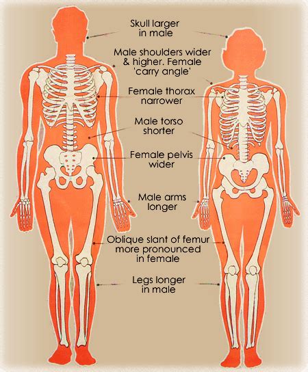 Male and female bone structure : r/deepfatfried