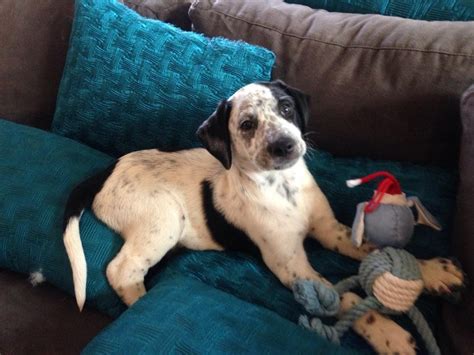 Duke - Medium Male Blue Heeler x Dalmatian Mix Dog in VIC - PetRescue