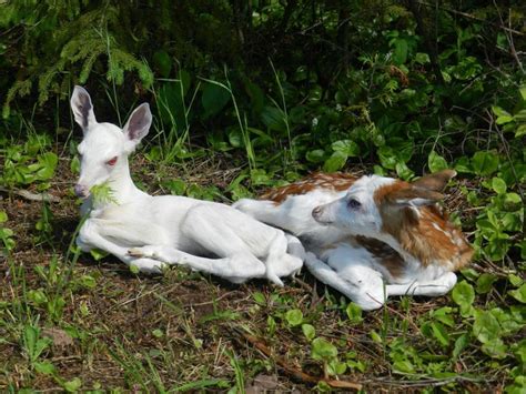 albino fawn with piebald fawn | Rare albino animals, Albino animals ...