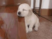 Puppy GIFs | Tenor