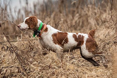 Brittany Spaniel Duck Hunting