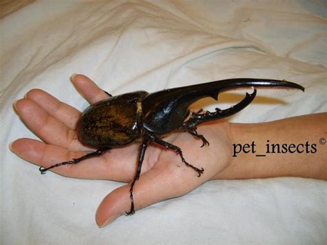 Giant Tropical Beetles / Larvae for sale - Elephant Beetles, Hercules ...