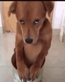 Puss In Boots GIF - Puppy Dog Eyes Sad Saint - Discover & Share GIFs