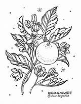 Botanical Coloring Book Pages On Behance sketch template
