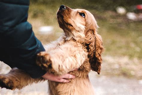 How to care for a Cocker Spaniel – The Dogs Breeds