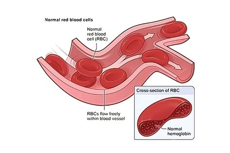 Shape and Structure of Erythrocytes - StoryMD