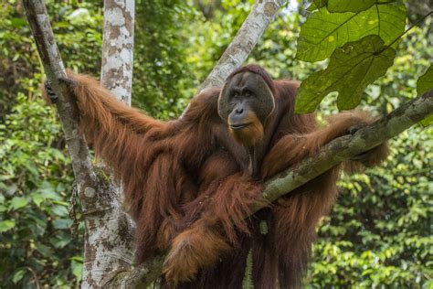 Animals Today February 28, 2021. Hot animal news. Protecting Orangutans and their ecosystem. Pet ...