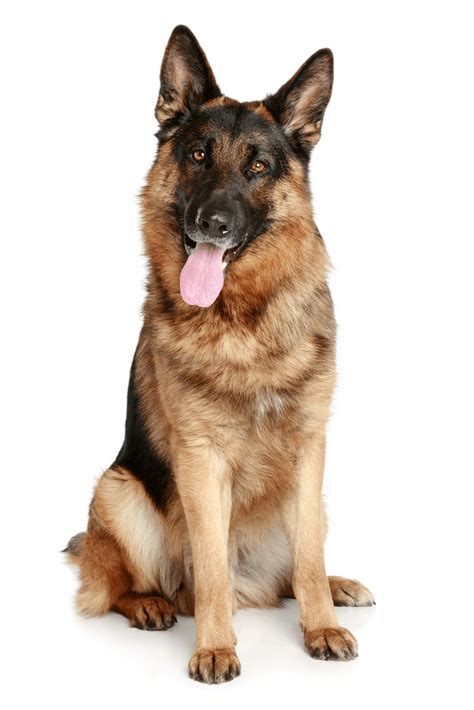 Smartest Dog Breeds, Easiest Dogs To Train, German Shepherd Puppies, German Shepherds, Wolf Dog ...