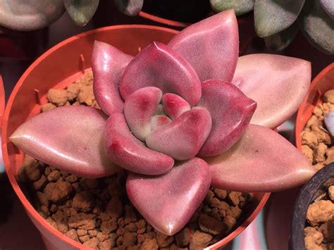 Echeveria Pink Donna : r/succulents