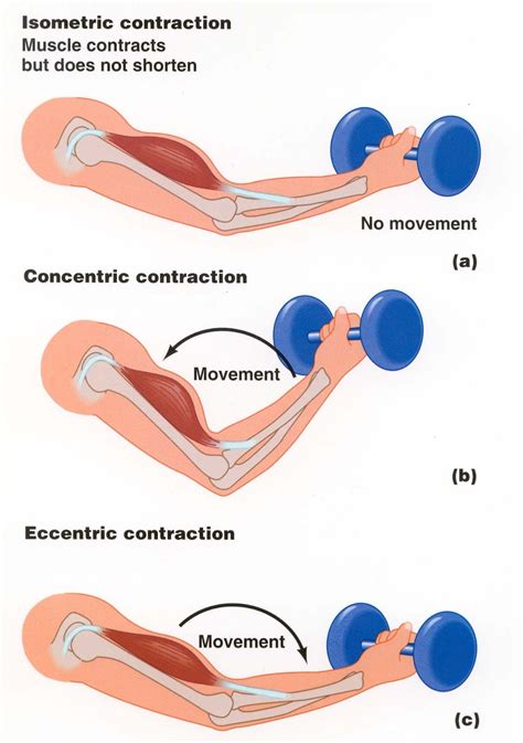 Types of muscle contraction (Isotonic, Isometric and Isokinetic) | GymAdvisor | Official Blog ...