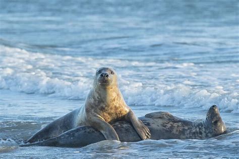 Grey seal (Halichoerus grypus), male and female, mating behaviour (#19779643)