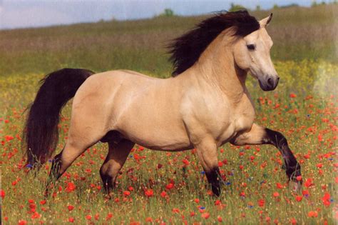 BEAUTIFUL, BOLD, BRAVE AND BRILLIANT BUCKSKINS | Buckskin horse, Horses, Horse wallpaper