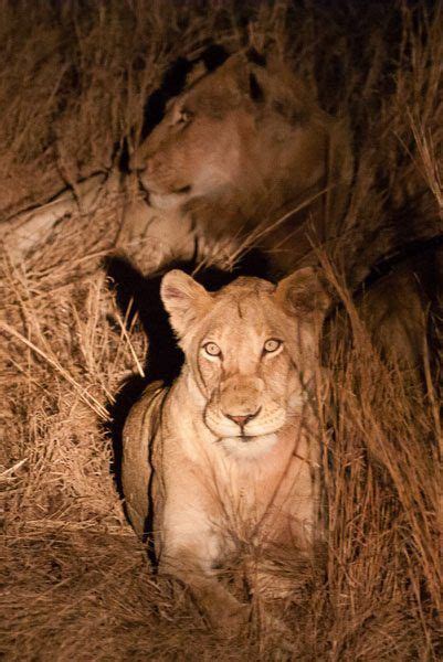 Lions at Night | Lions, Wetland park, Wildlife sanctuary